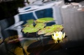 Lumme1_800px