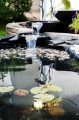Lumme2_800px