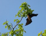 fruitbat1 * 722 x 571 * (56KB)