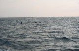 dolphinchase * nopea otos sunset risteilyll� meit� seuranneista delfiineist� - aurinko oli juuri laskemassa... * 800 x 520 * (72KB)
