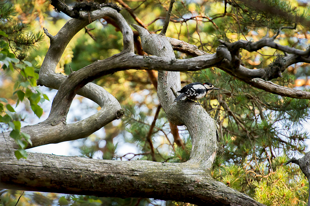 Woodpecker (Käpytikka)