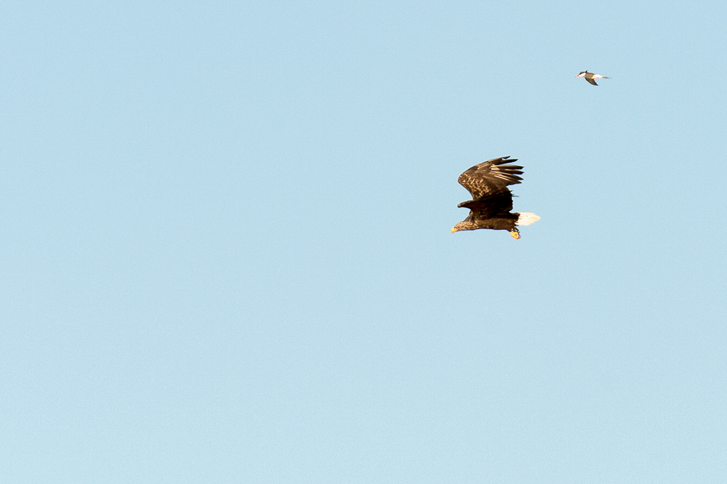 Sea eagle (Merikotka)