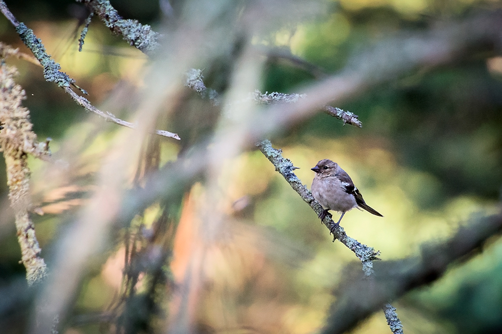 Finch (Peippo)
