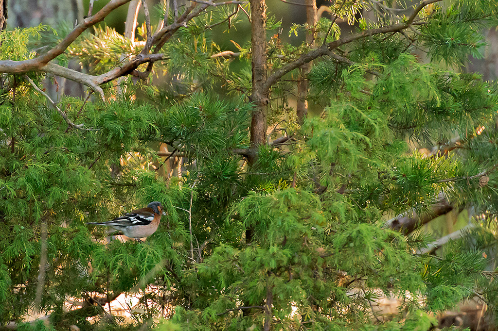 Finch (Peippo)