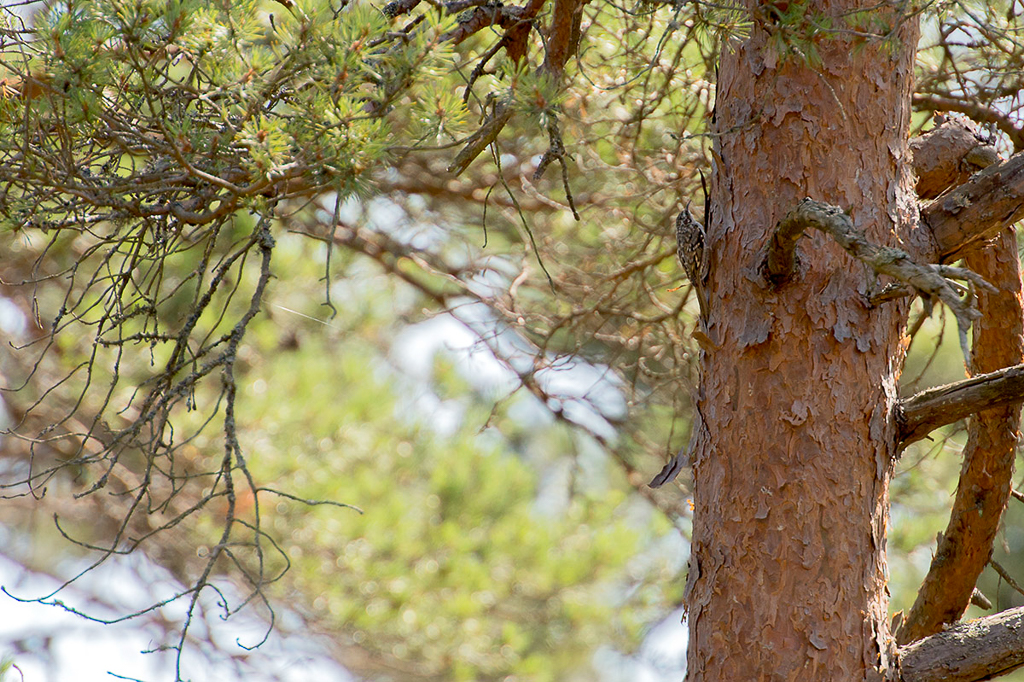 Treecreeper(Puukiipijä)