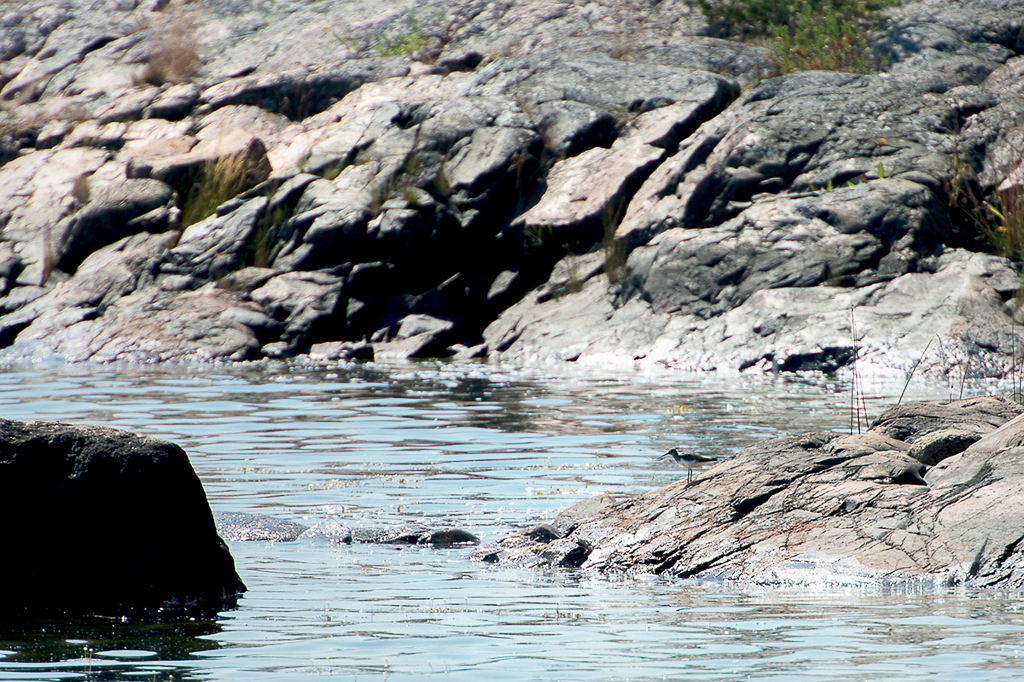 Sandpiper (Rantasipi)