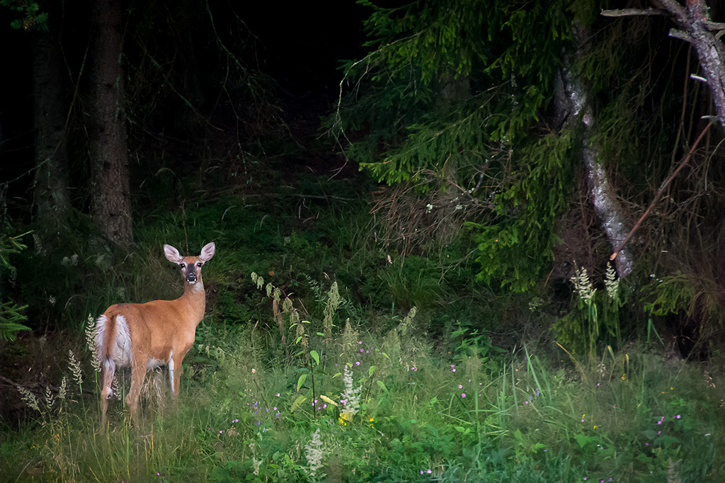 White tailed deer (Valkohäntäpeura)