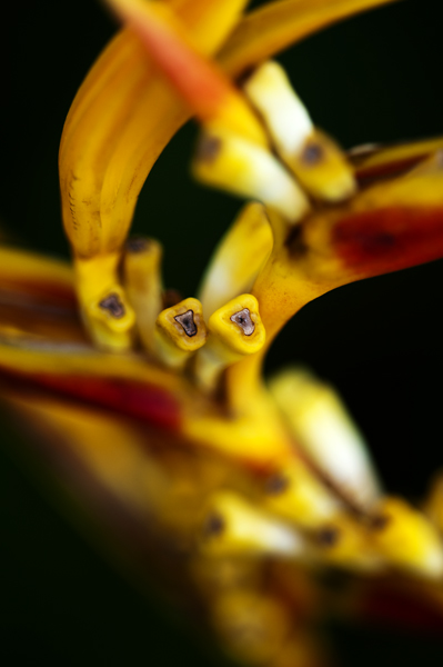 Flower3_600px.jpg - Flower in garden