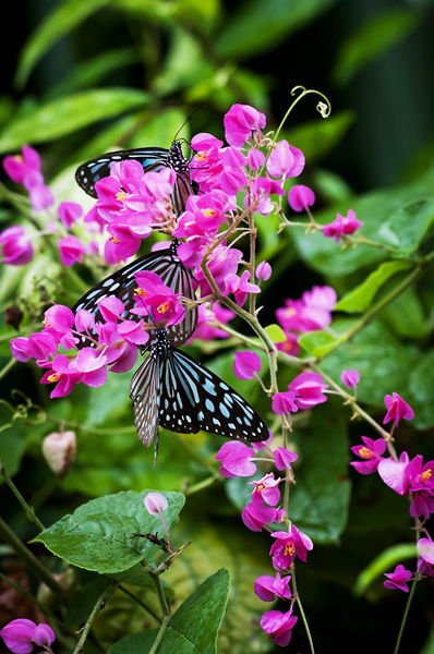 Butterfly10.jpg - Butterfly