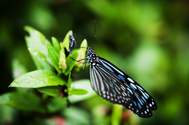 Butterfly12.jpg - Butterfly