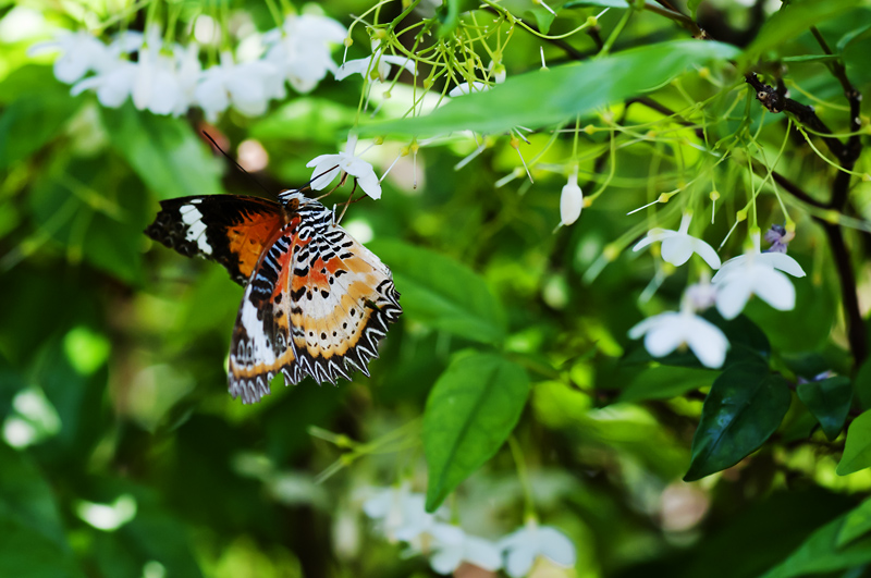 Butterfly2.jpg - Butterfly