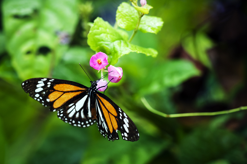 Butterfly20.jpg - Butterfly