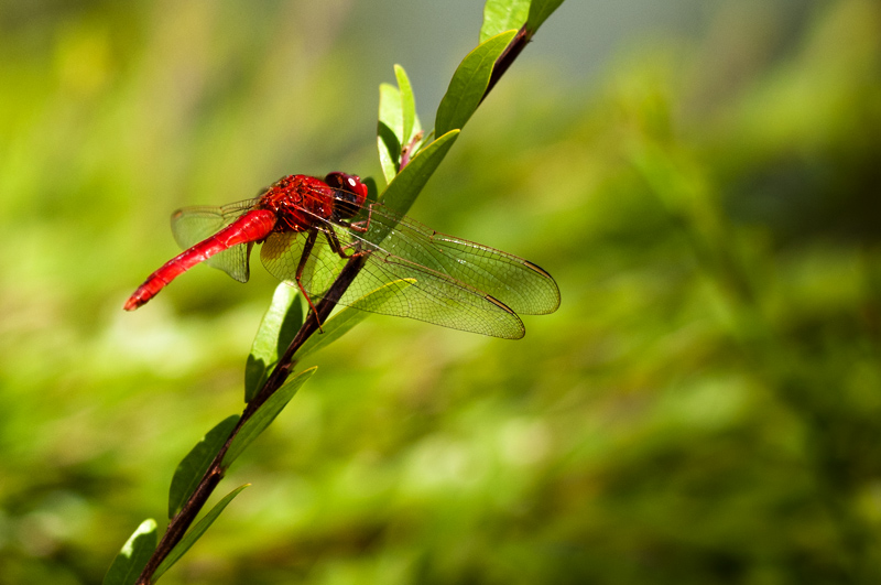 Dragonfly21.jpg - Korentoja. Dragonflies.