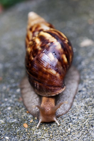Snail.jpg - Etanan koko oli pienen paistinpannun verran...