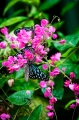 Butterfly10