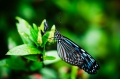 Butterfly12