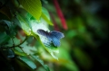 Butterfly14