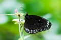 Butterfly17