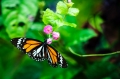 Butterfly20