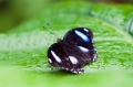 Butterfly25