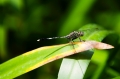 Dragonfly2