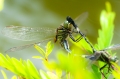 Dragonfly27