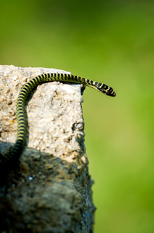 snake